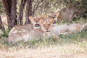 Group of Lions starring at the camera.
