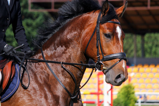 Portrait of brown sport horse during jumping show