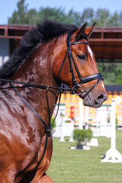 Portrait of brown sport horse during jumping show