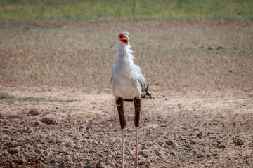 Secretary bird standing in the mud.