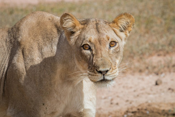 Lioness starring at the camera.