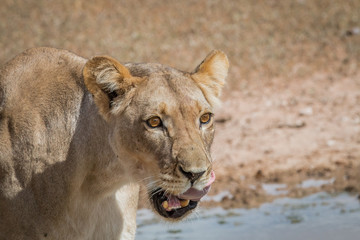 Lioness licking herself.