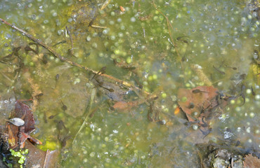 Tadpoles 3