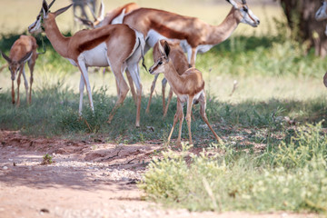 Baby Springbok with the herd.
