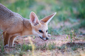 Side profile of a Cape fox.