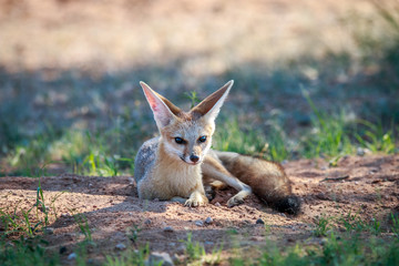 Cape fox laying in the sand.