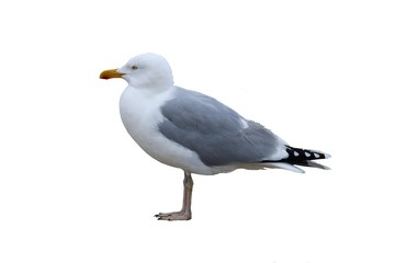 Silbermöwe 