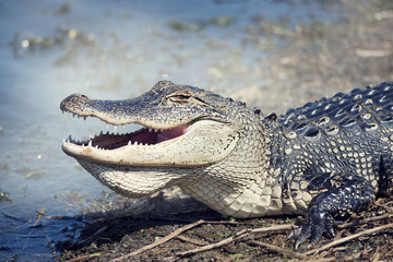 American Alligator