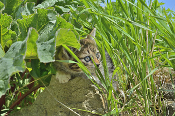 Kitten in grass 1