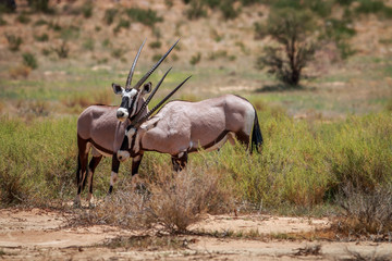 Two Gemsbok playing.