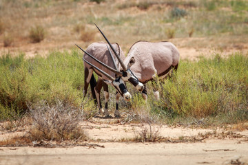 Two Gemsbok playing.