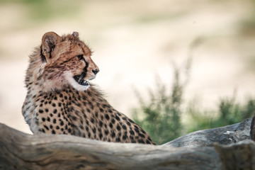 Side profile of a young Cheetah.