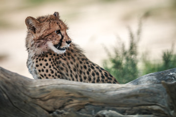 Side profile of a young Cheetah.