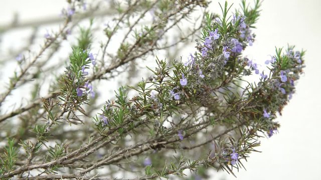 Rosemary flowers moved by the wind, 4K