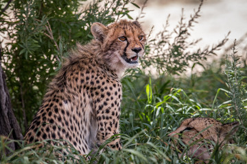Naklejka na ściany i meble Starring Cheetah in the Kgalagadi.