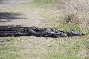 American Alligator on a trail