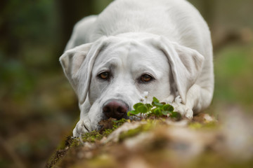 Junger süßer labrador retriever hund welpe im wald liegend auf einem baumstamm mit moos