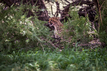 Fototapeta na wymiar Starring Cheetah in bushes.