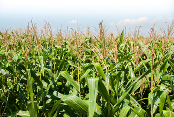Agriculture. Fertile farm fields of corn