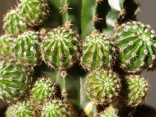 Cactus fat plant