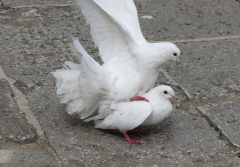 doves in love