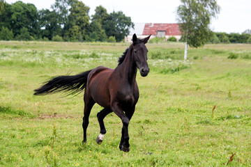 Beautiful dark horse running free at the pasture