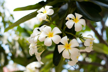 White Flower on moring time.