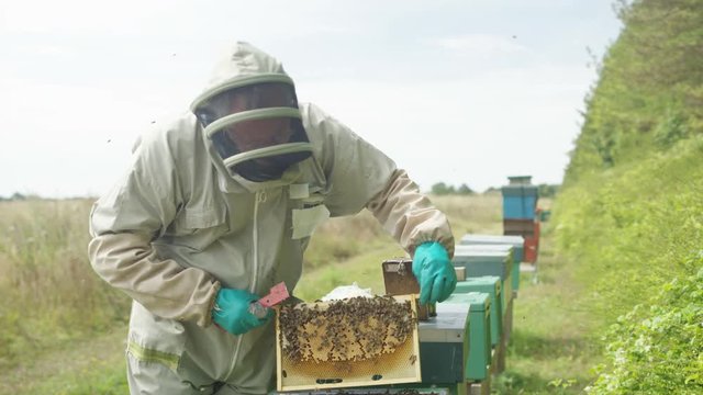  Portrait smiling bee keeper holding honeycomb from the hive
