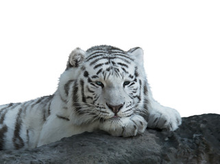 Fototapeta na wymiar White Tiger watercolor