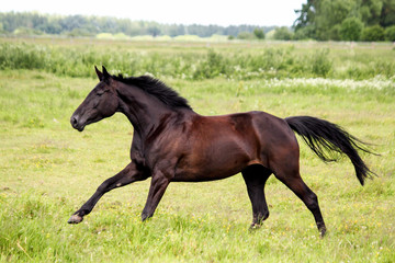 Beautiful dark horse running free at the pasture