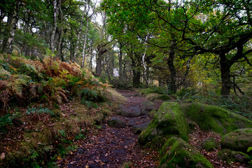 Fototapeta na wymiar Padley Gorge in the peak district national park