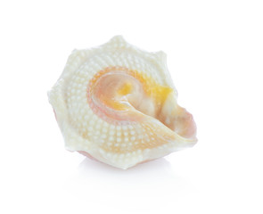 sea shell isolated on white background