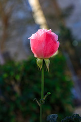 Beautiful pink bud of rose