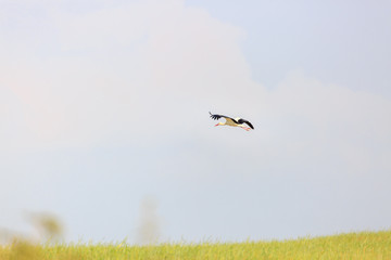 One wild stork flying