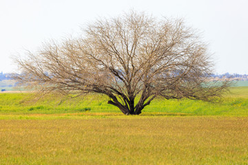 Light tree on a meadow