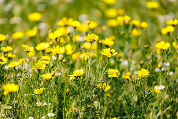 Fototapeta premium Chrysanthemum coronarium at desert