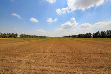 Obraz premium Empty wide field under white clouds