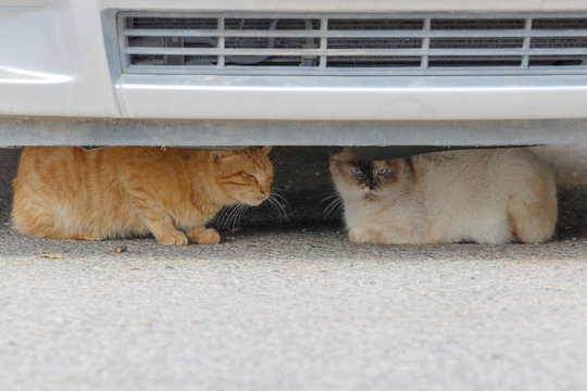 Two beautiful homeless cats under car