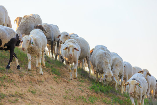 Herd of sheep on hill
