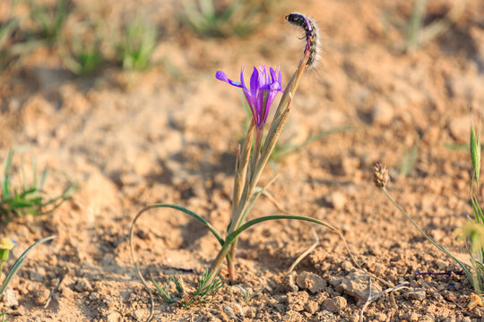 Purple iris flower and furry caterpillar