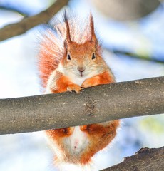 Curious fluffy red squirrel peeking behind the tree trunk. The red squirrel or Eurasian red...