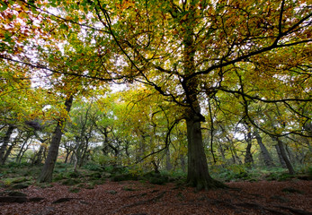 Autumn trees in ancient british peak district woodland