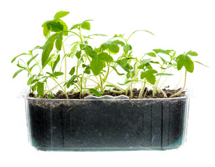 seedling in plastic box