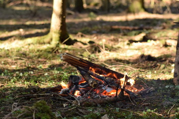 Bonfire in the spruce forest