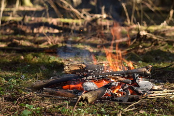 Bonfire in the spruce forest