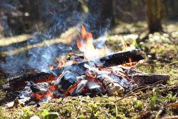 Bonfire in the spruce forest