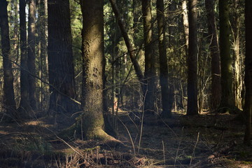 Spruce forestr in the sun