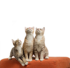 Fototapeta na wymiar Kittens sitting and looking on scratched orange fabric sofa on white background