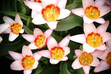 Sternförmige Tulpe  / Die Nahaufnahme und Draufsicht auf die Blütenkelche der sternförmigen Tulpe.