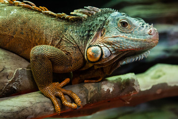 The iguana lizard sits on a close-up branch - obrazy, fototapety, plakaty